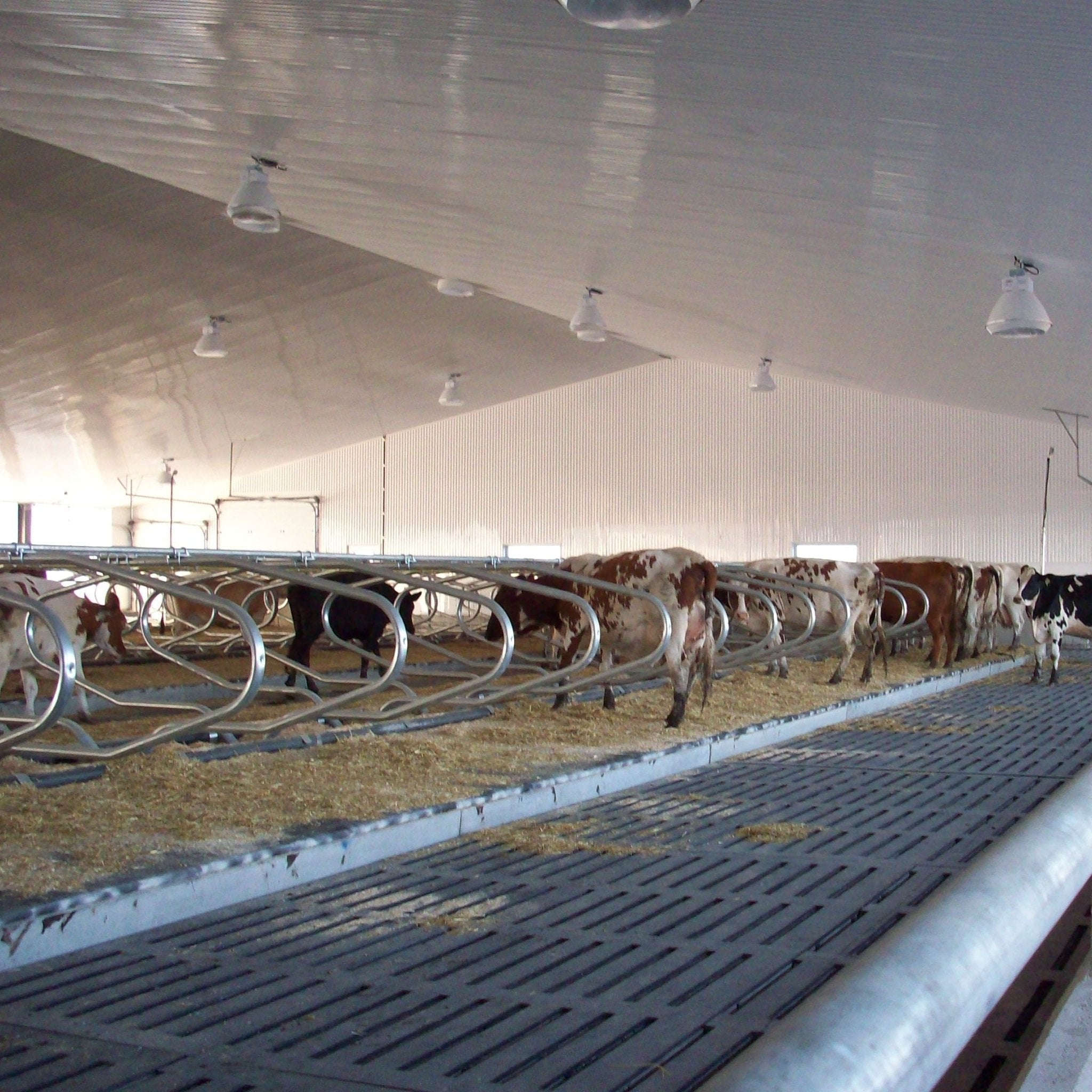 Lattes vaches Patio Drummond