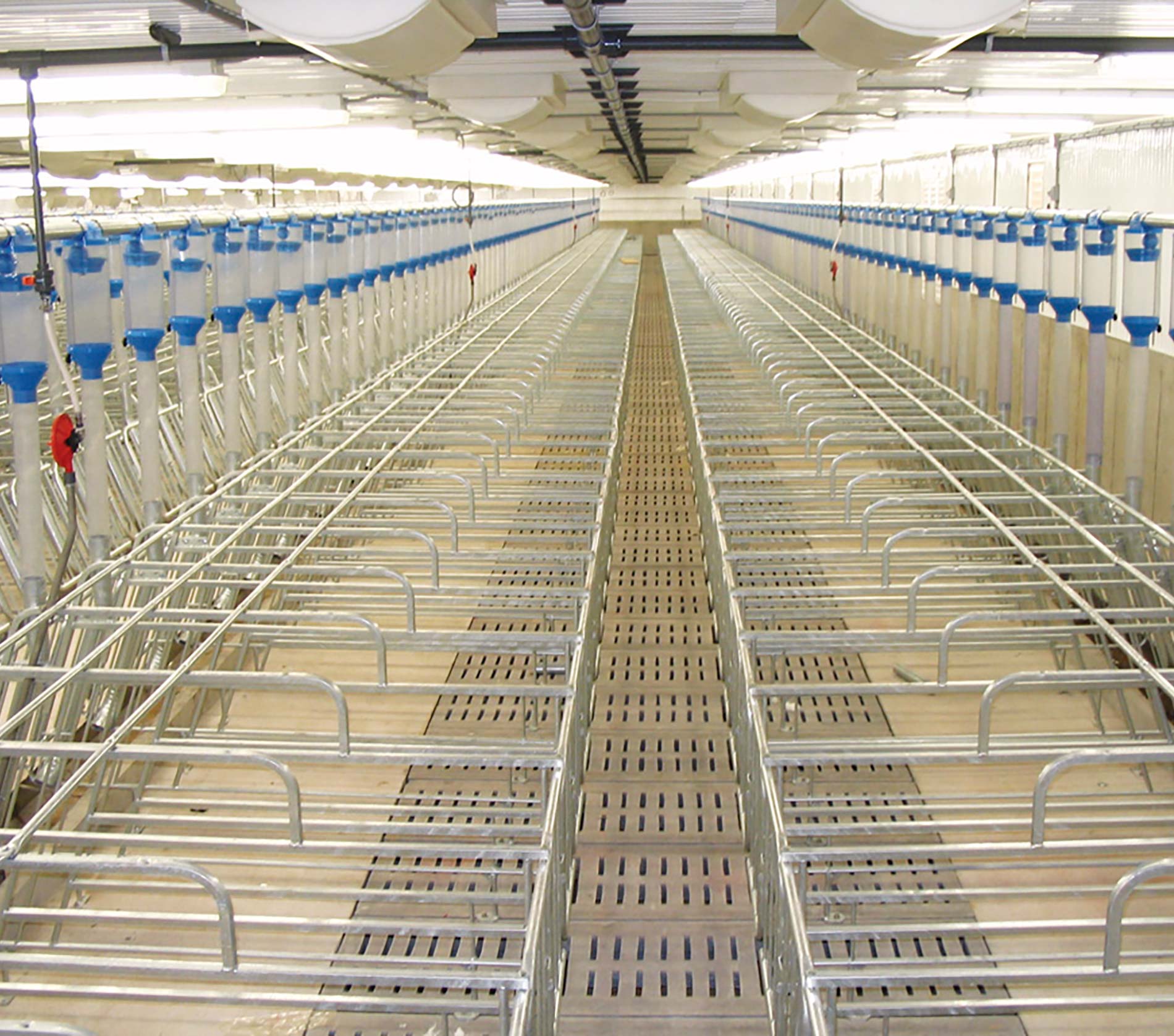 Porcherie - Gestation standard