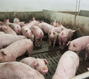 Porcherie - Engraissement