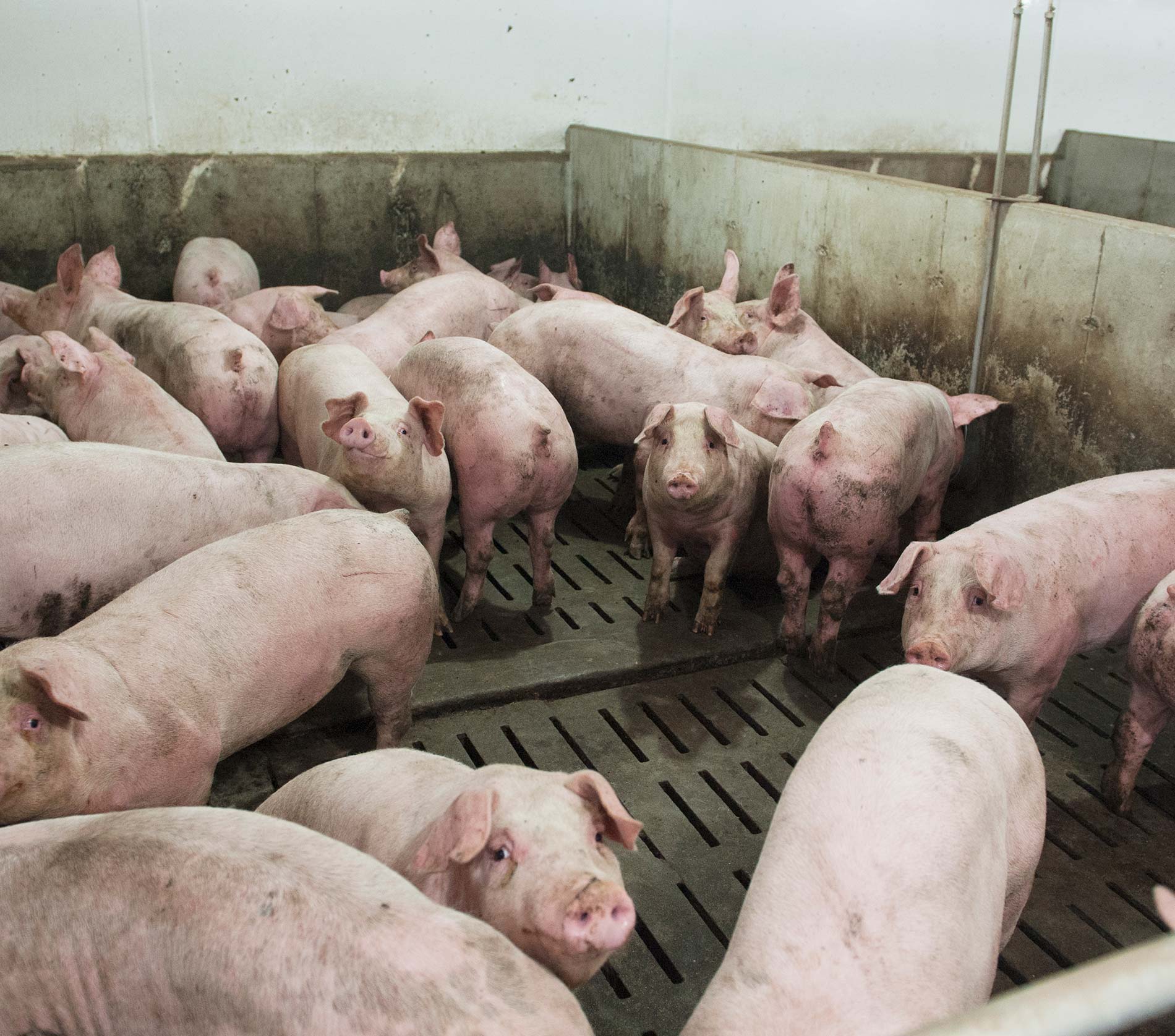 Porcherie - Engraissement