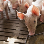 Dalle de trémie Patio Drummond