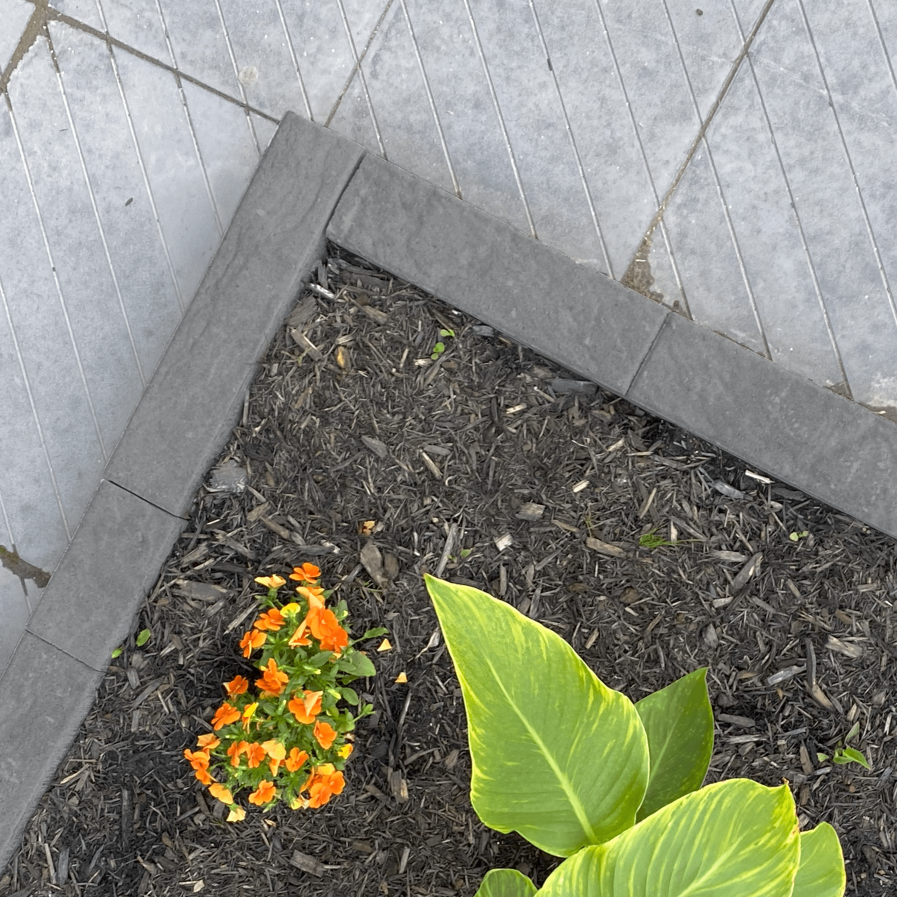 Bordure Moderno Patio Drummond