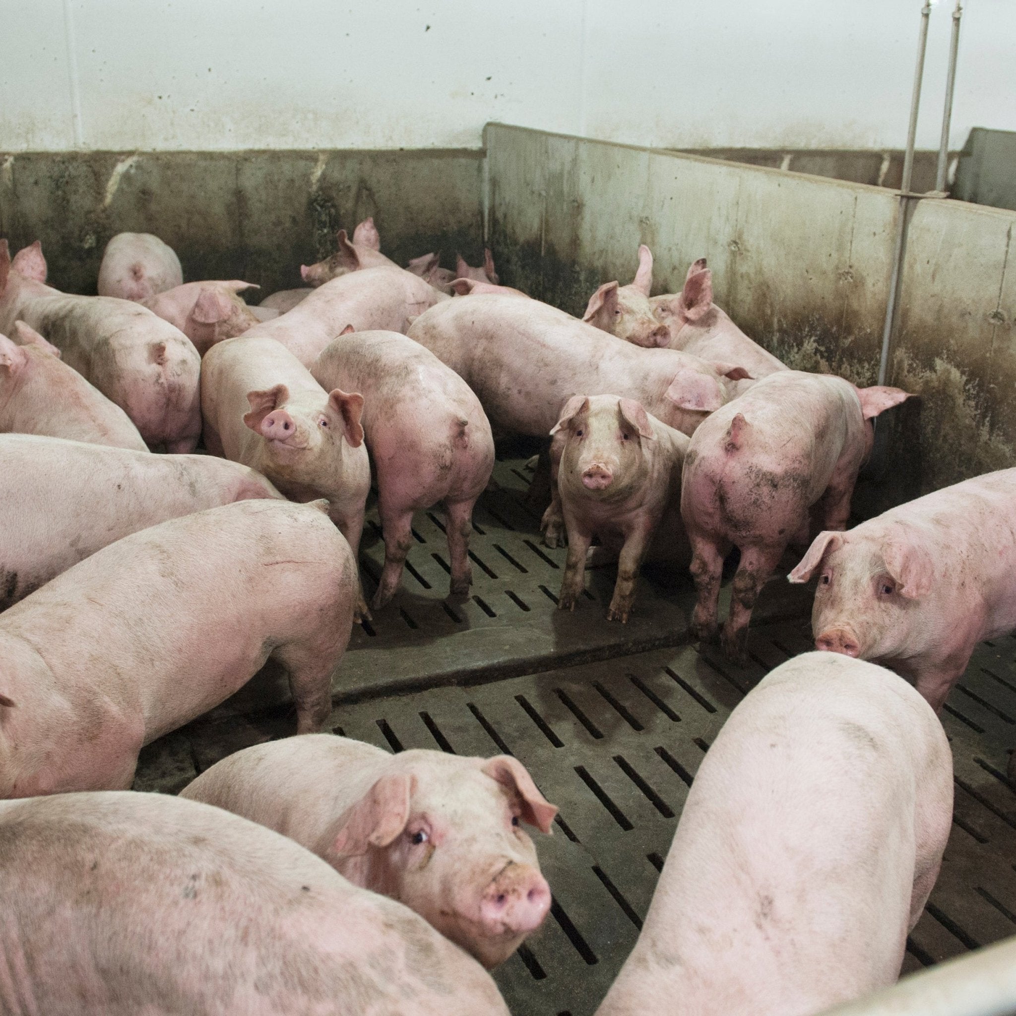 Lattes cochons Patio Drummond