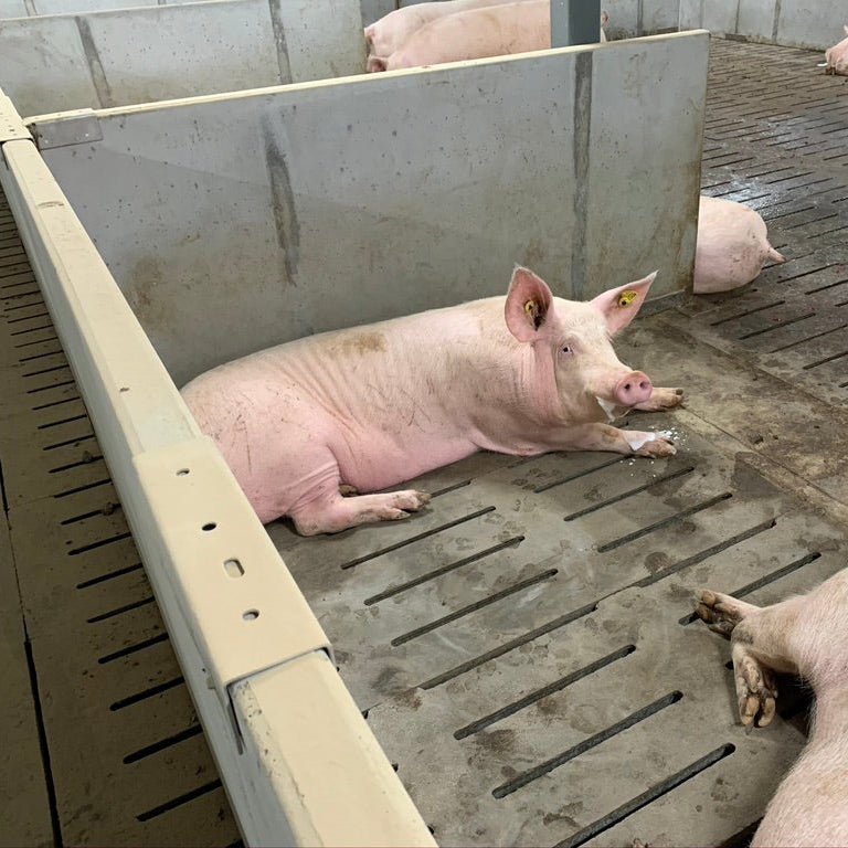 Muret de parc à cochon Patio Drummond