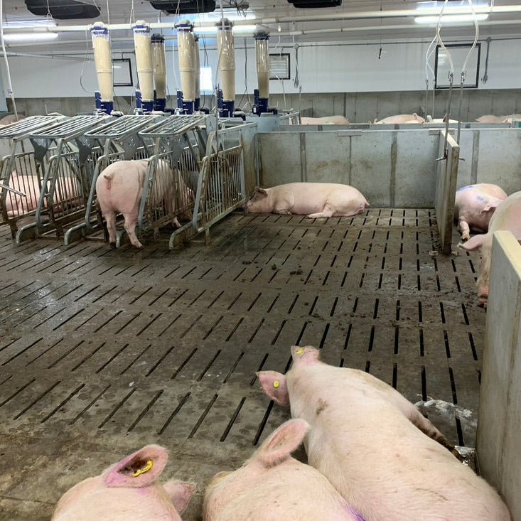 Muret de parc à cochon Patio Drummond